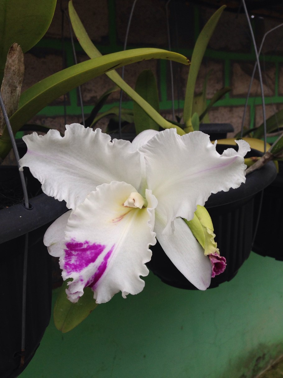 Каттлея лабиата альба