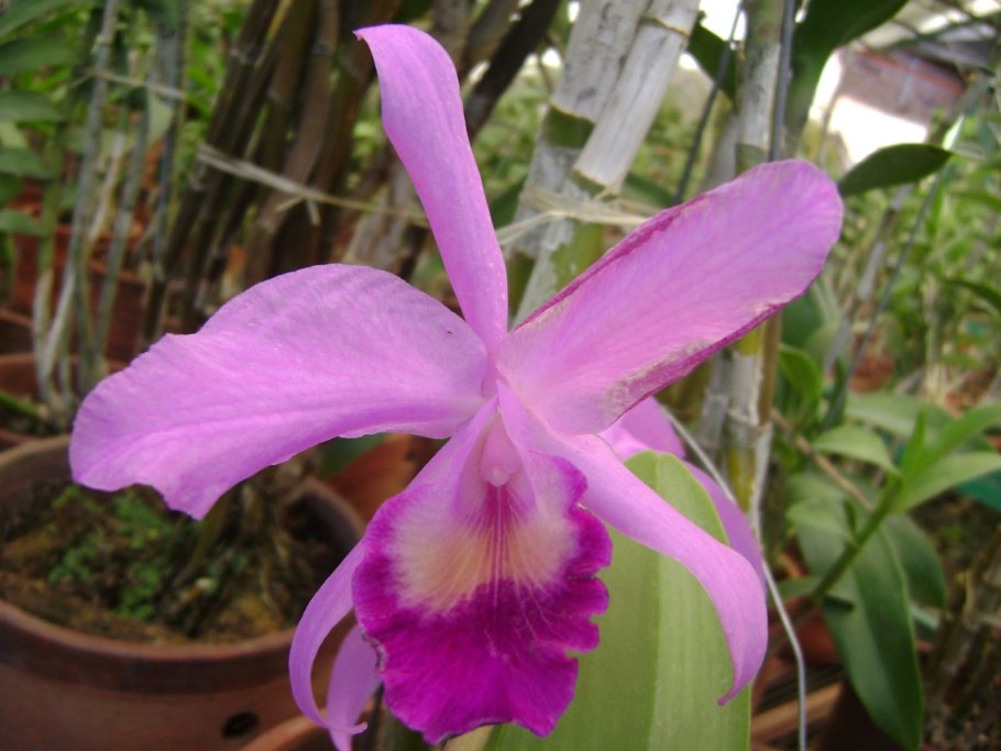 Каттлея трианы