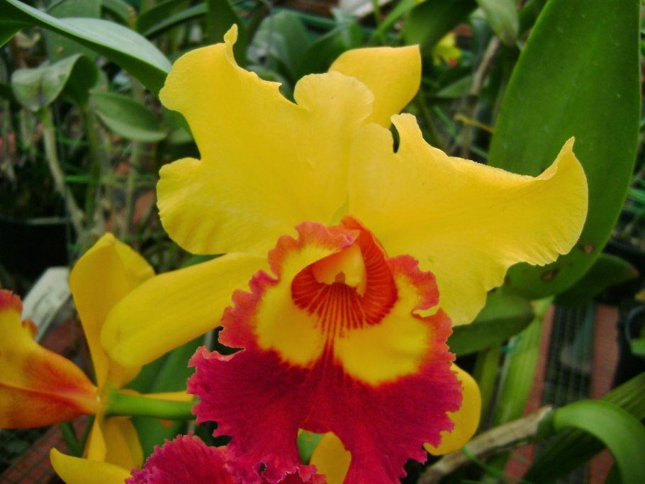 Каттлея орхидея