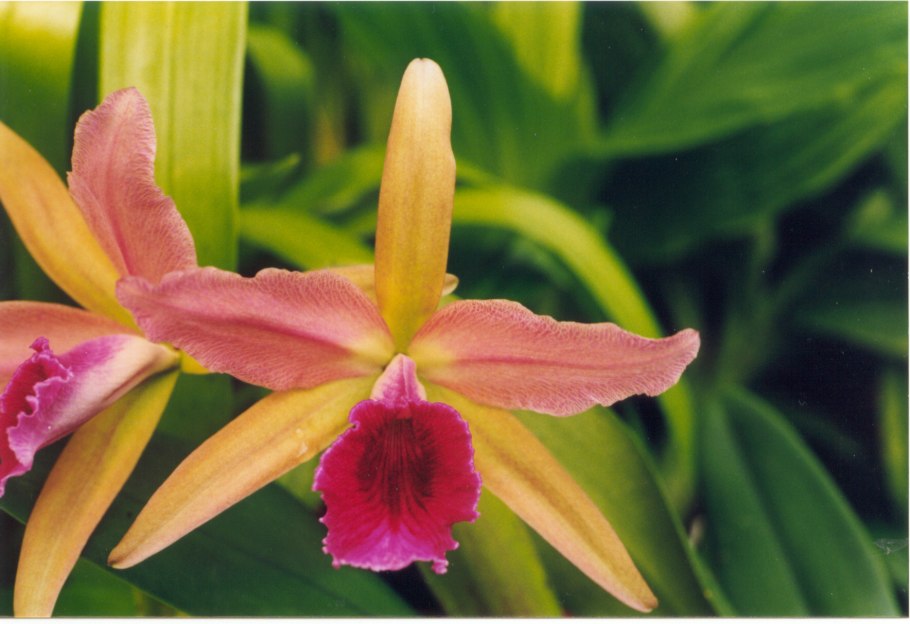 Каттлея золотой мальчик