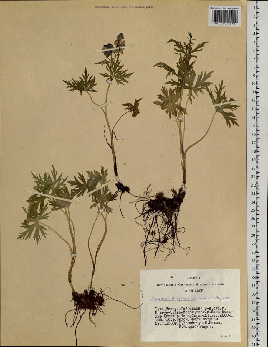 Борец обманчивый