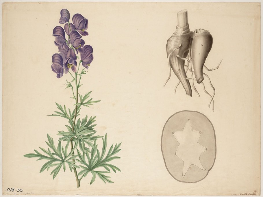 Цветок Аконит джунгарский