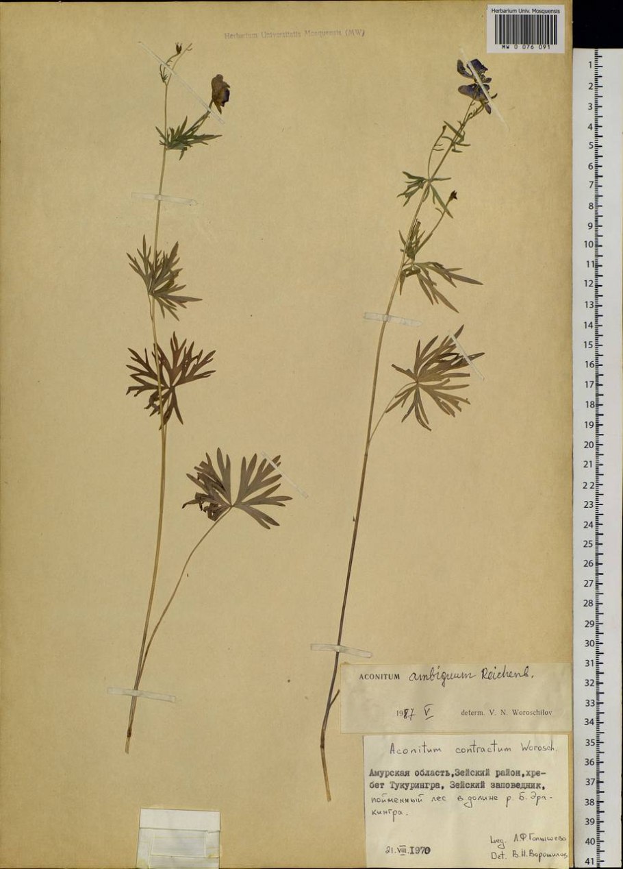 Колосоплодник сомнительный