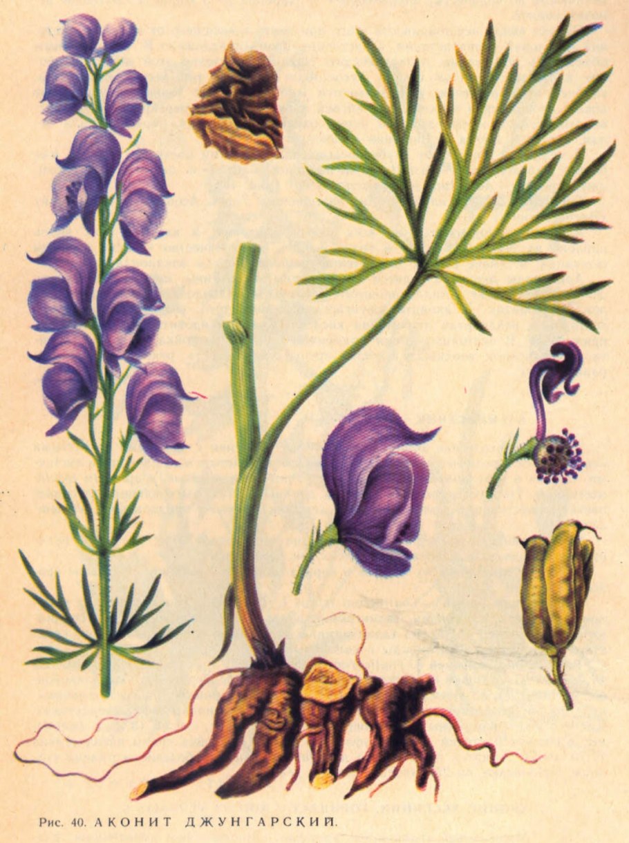 Аконит Ненайденный