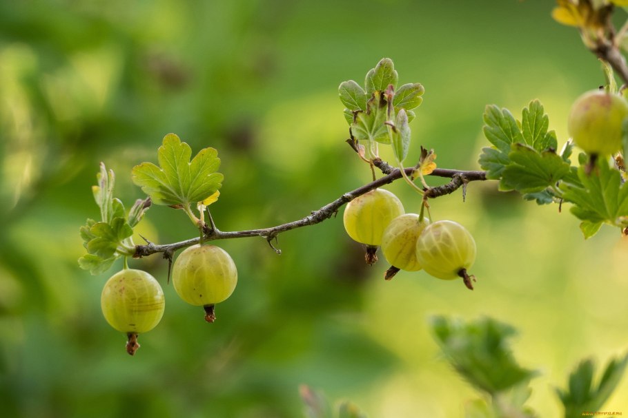 Крыжовник Хиннонмаки Кельтайнен