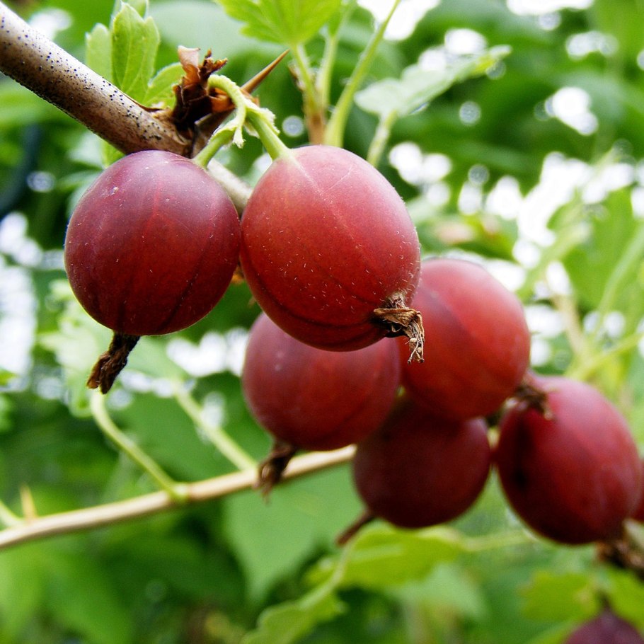 Цейлонский крыжовник Ketembilla