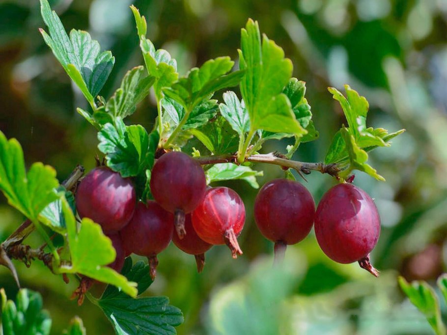 Крыжовник иглистый