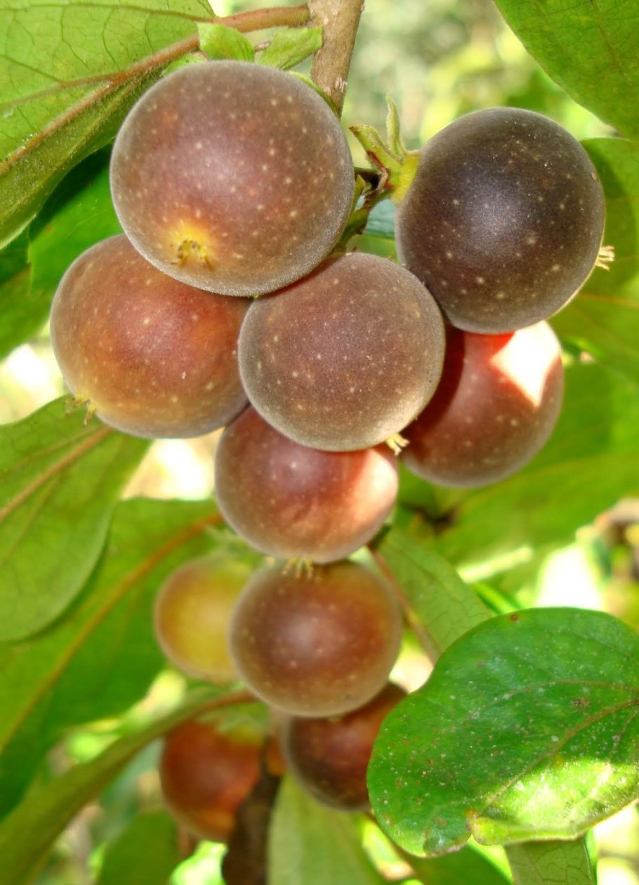 Лада крыжовник фото