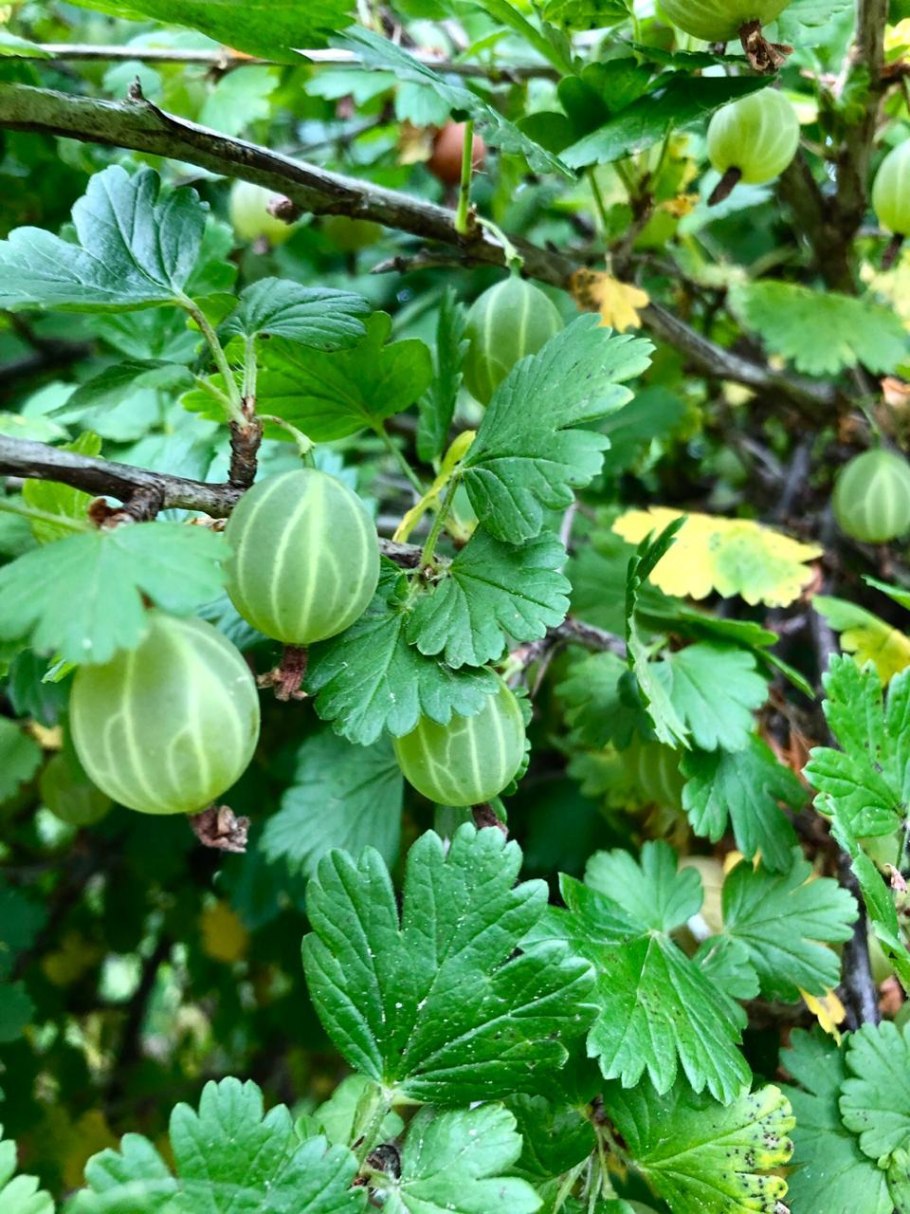 Лист крыжовника