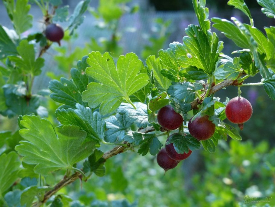 Крыжовник галатея