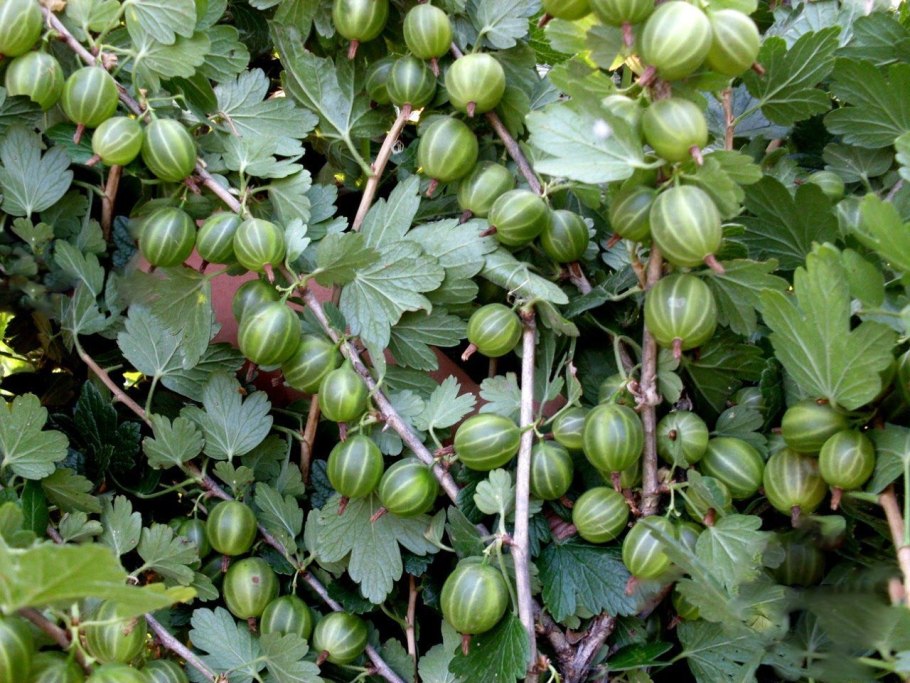 Крыжовник Геркулес