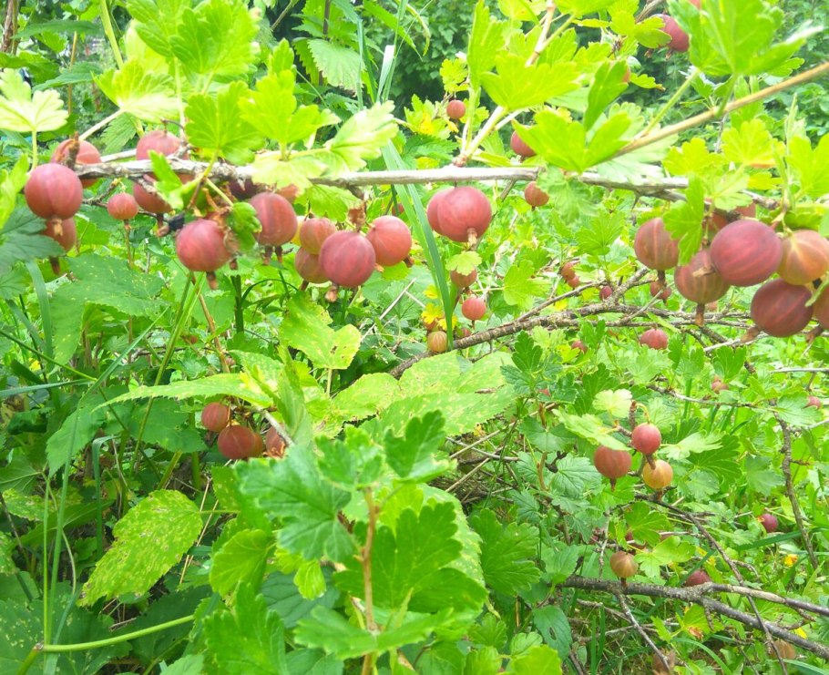 Крыжовник олимп