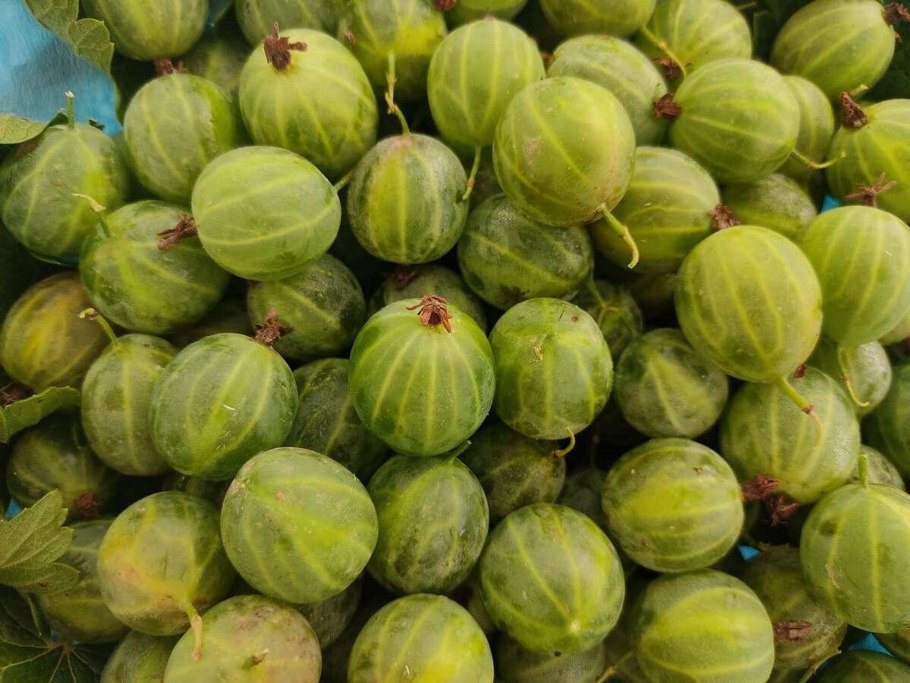 Семена крыжовника