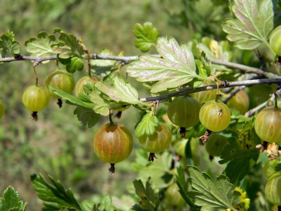 Крыжовник (ribes grossularia &#96;командор&#96;)