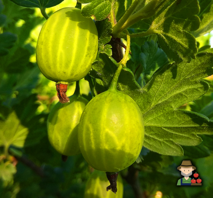 Сорта крыжовника