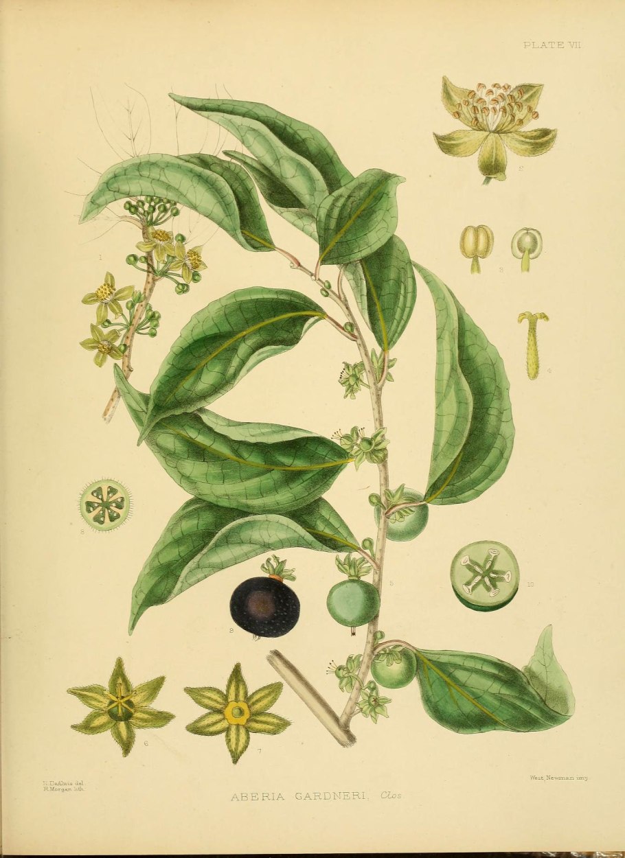 Cinnamomum camphora