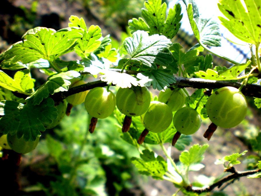 Крыжовник хиннонмаки зеленый