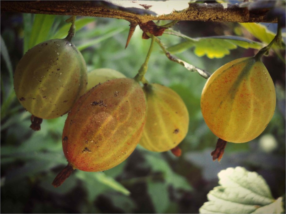 Крыжовник обыкновенный побег
