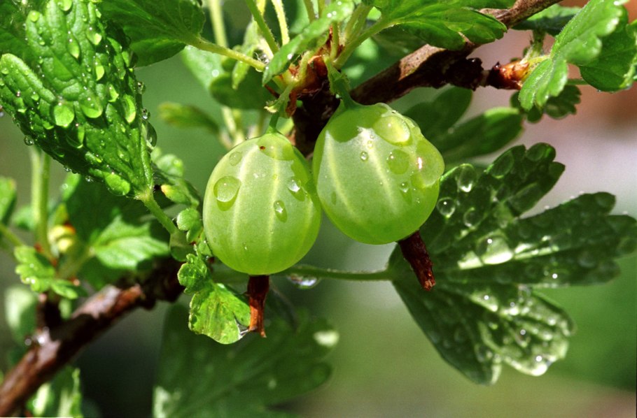 Вкусный крыжовник