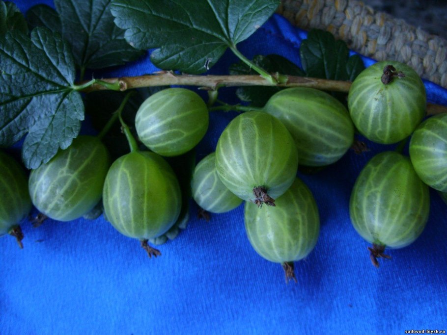 Крыжовник уральский изумруд