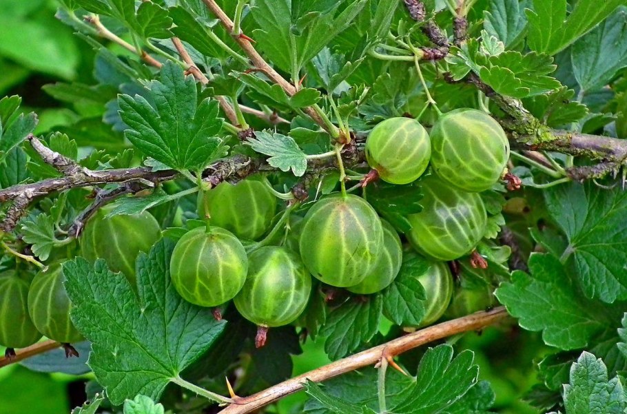 Крыжовник Геркулес описание сорта