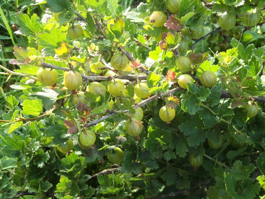 Крыжовник белорусский сахарный