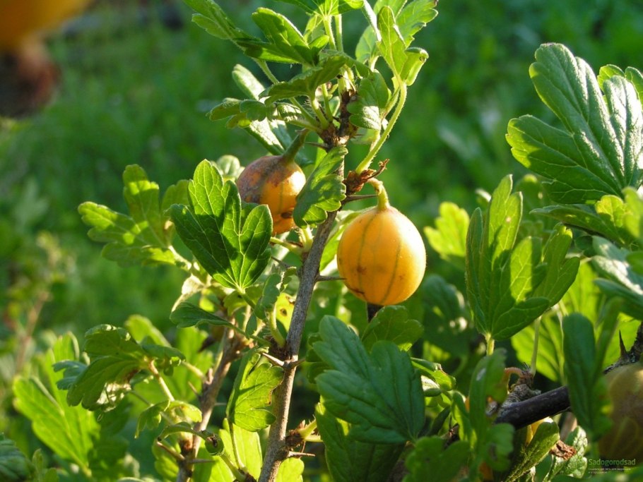 Крыжовник бесшипный Машенька