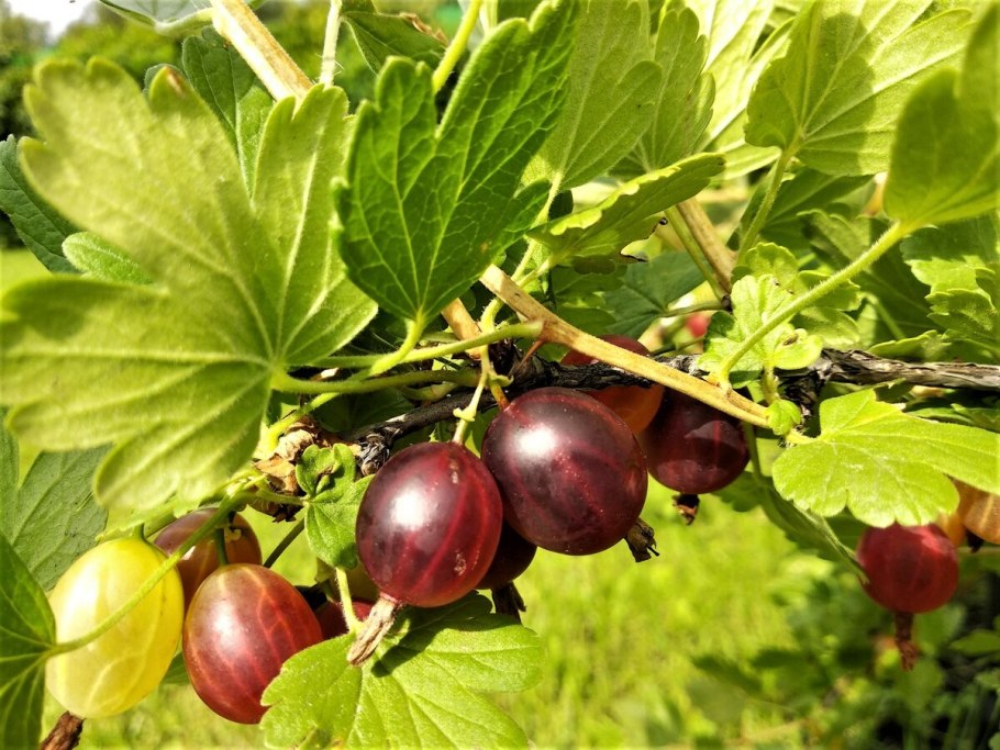 Цейлонский крыжовник Ketembilla