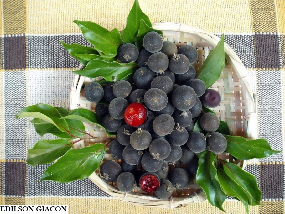 Ягода долголетия из Бразилии