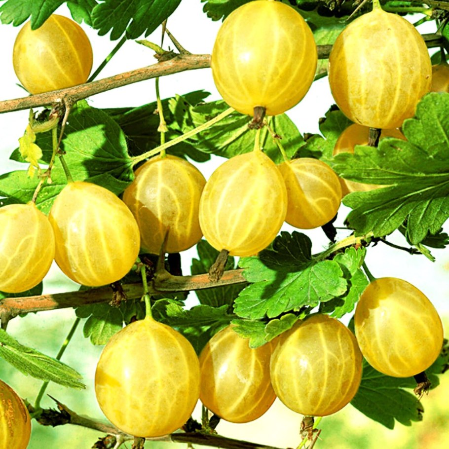 Крыжовник золотой огонек