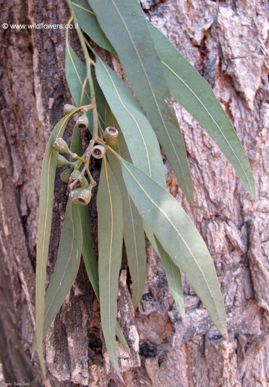 Эвкалипт иволистный