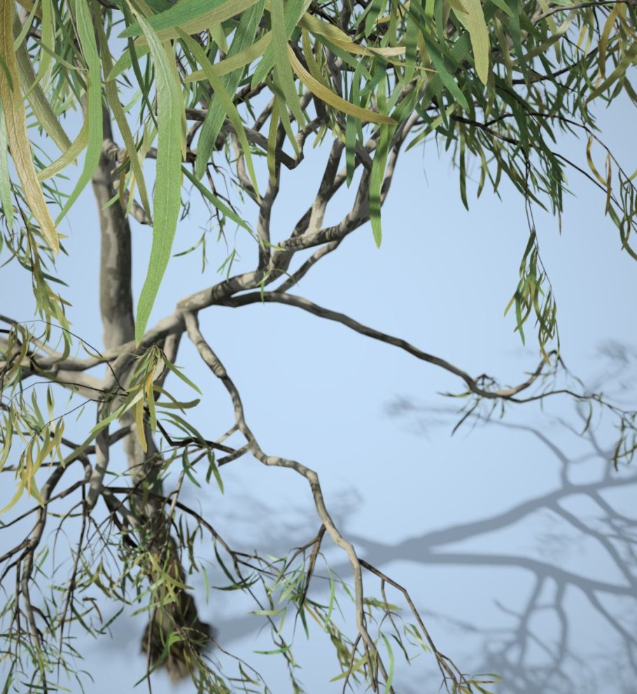 Эвкалипт gomphocephala