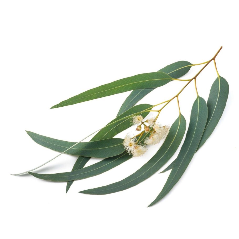 Листья эвкалипта прутовидного