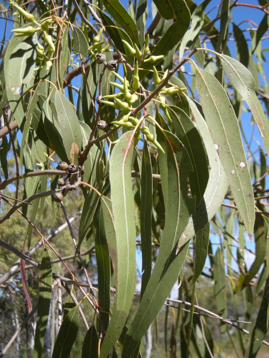 Eucalyptus camaldulensis