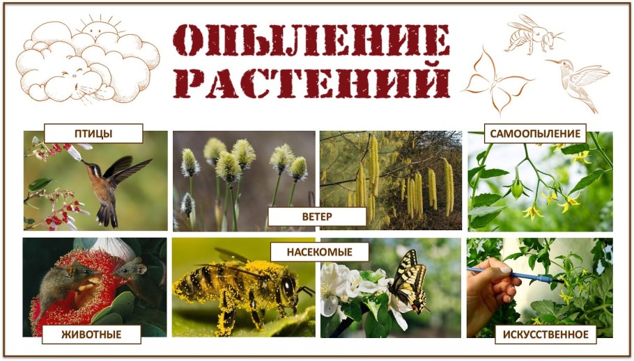 Растения которые опыляются
