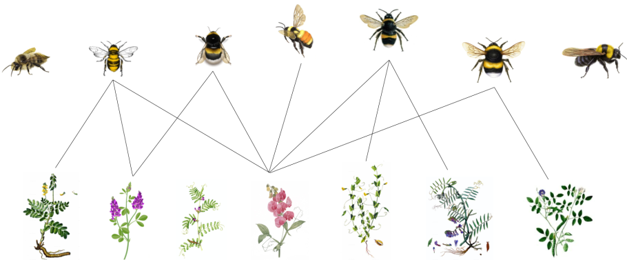 Ветроопыляемые растения и насекомоопыляемые растения