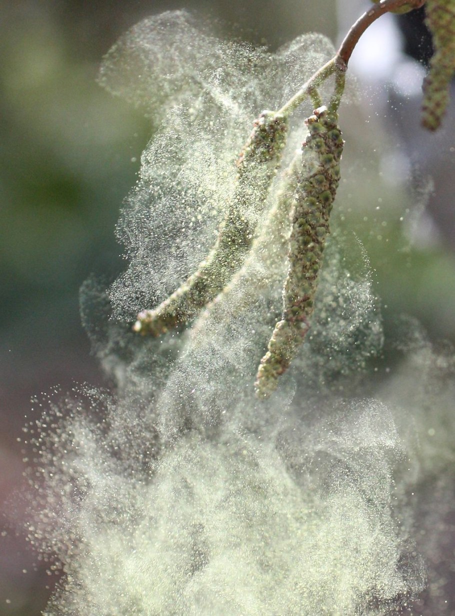 Пыльца тополя