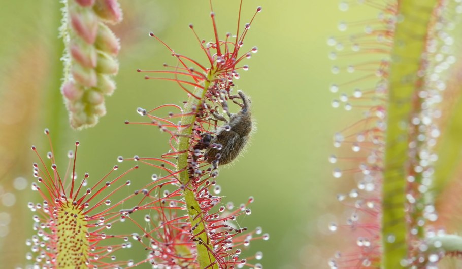 Росянка капская