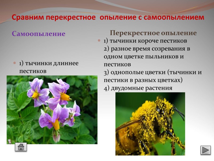 Самоопыляемые растения