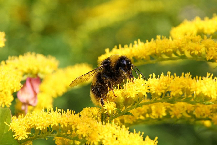 Мохнатый шмель