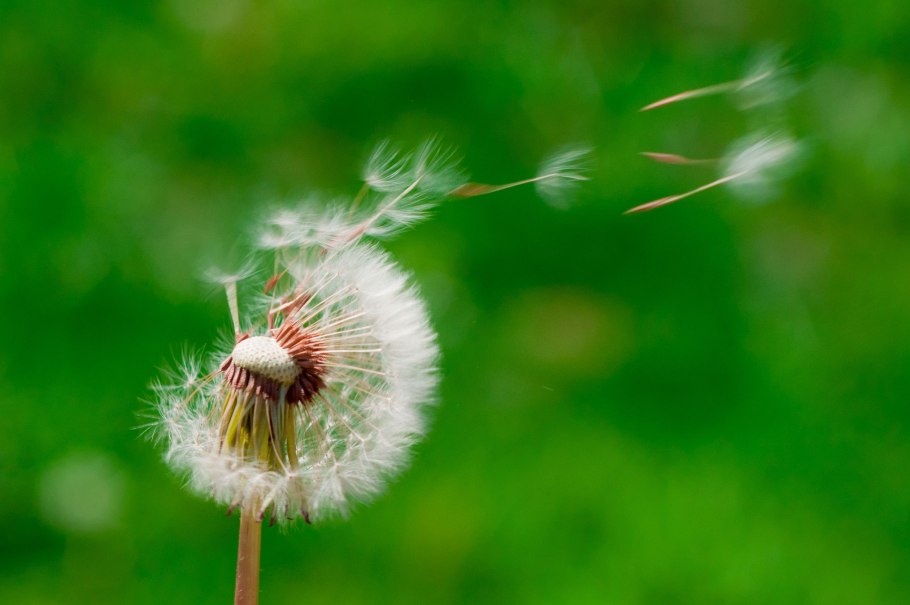 Семена одуванчика