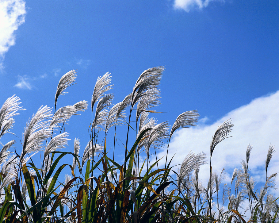 Опыление клубники в ручную