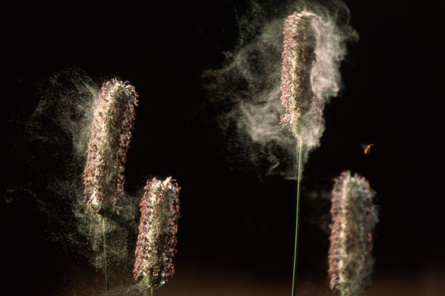 Пыльца растений в воздухе