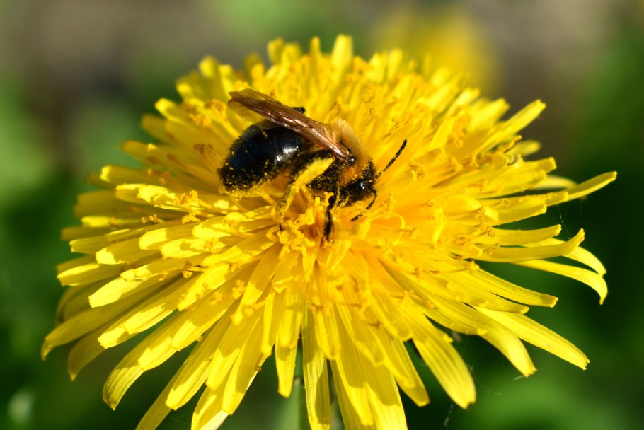 Береза ветроопыляемое растение