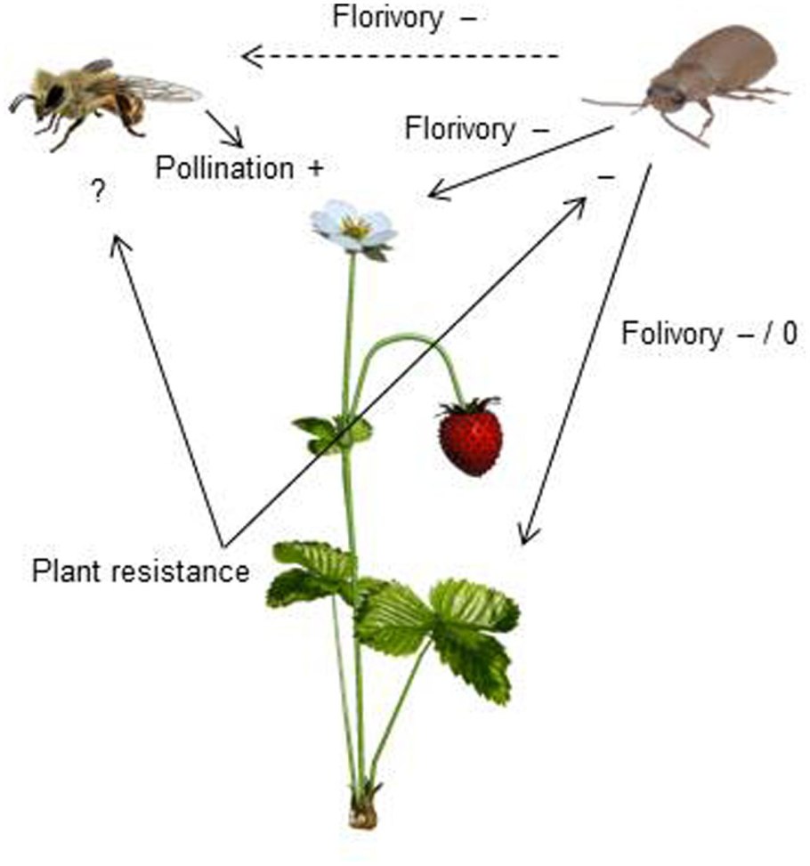 Пыльца злаковых трав