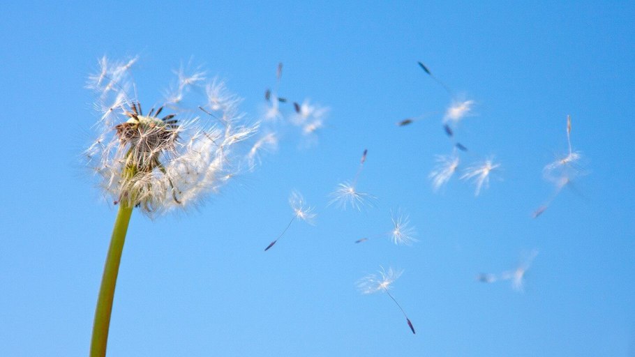 Василек опыление