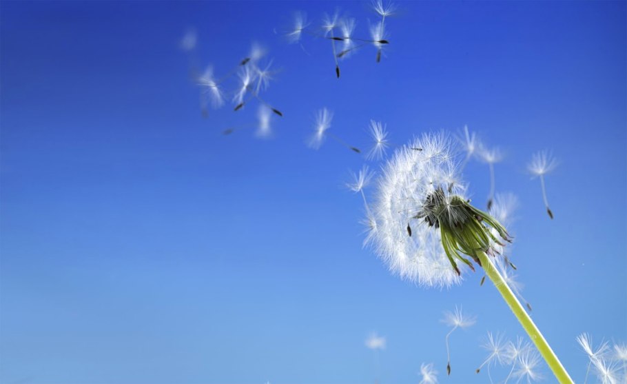 Одуванчик улетает