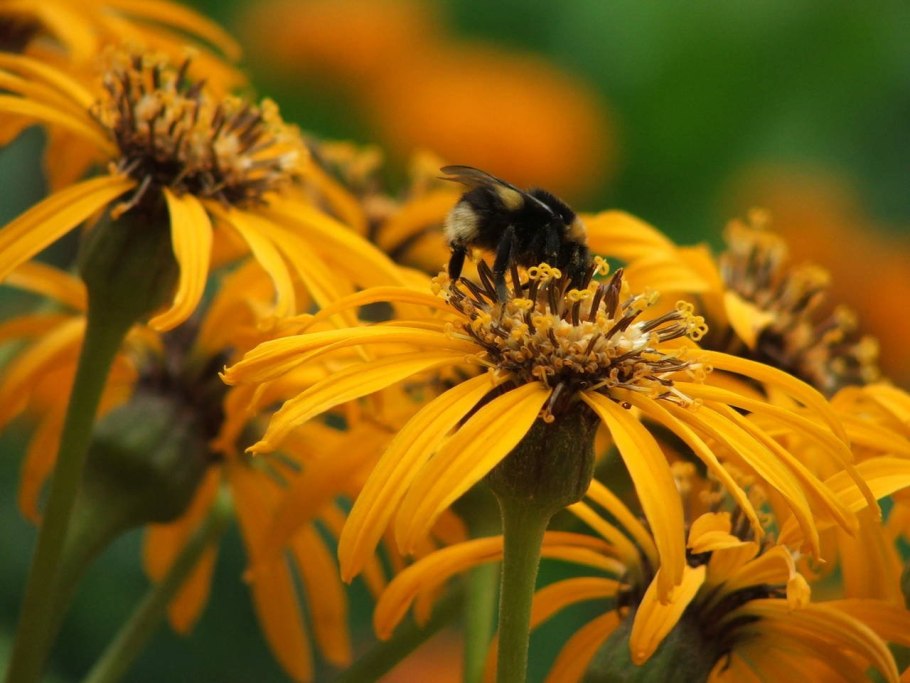 Соцветие корзинка ромашки Графика