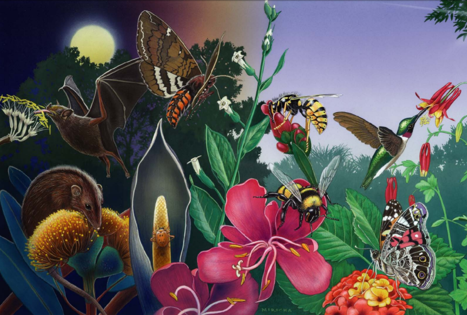 Маки цветы насекомые