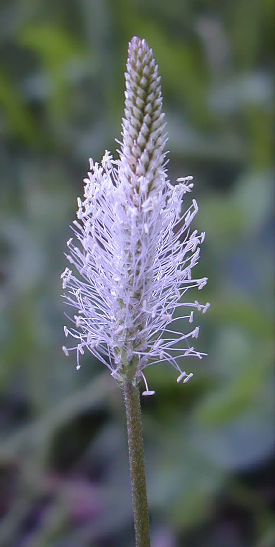 Соцветие подорожник